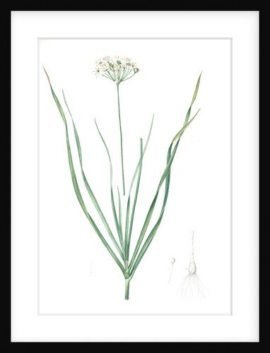 Allium tartaricum, Allium ramosum; Ail de Tartarie, Chinese chives; Fragrant-flowered garlic by Pierre Joseph Redouté