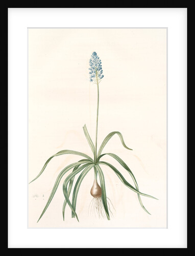 Scilla italica, Scille d'Italie; Italian Squill by Pierre Joseph Redouté