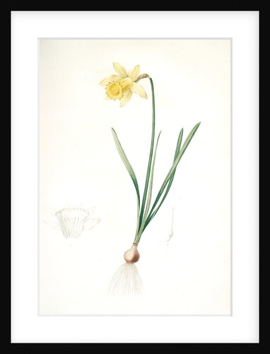 Narcissus pseudo-narcissus, Narcissus Pseudo-Narcissus, Daffodil Lent Lily by Pierre Joseph Redouté