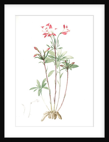 Alstroemeria, Alstroemeria Ligtu; Inca Lily, Peruvian Lily; St Martin's Flower by Pierre Joseph Redouté
