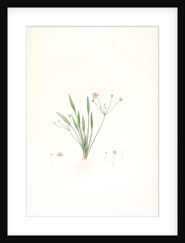 Alisma ranunculo'ides, Fluteau renonculé, Lesser waterplantain by Pierre Joseph Redouté