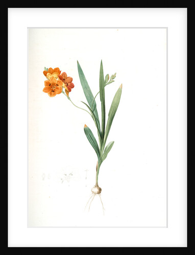 Ixia miniata, Tritonia deusta; Ixia minimum, Copper-color Tritonia by Pierre Joseph Redouté
