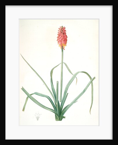 Tritoma media, Kniphofia sarmentosa; Tritoma intermédiaire, Glaucous-leaved Tritoma by Pierre Joseph Redouté