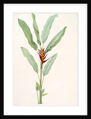 Heliconia humilis, Héliconia à petite tige; Lobster Claw (leaves) by Pierre Joseph Redouté
