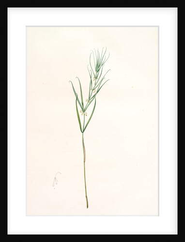 Polygonatum sibiricum, Polygonatum sibiricum; Polygonatum de Sibèrie, Siberian Solomon's seal by Pierre Joseph Redouté