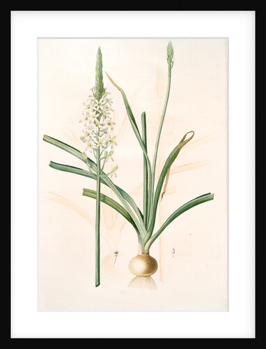 Ornithoga­lum trigynum, Ornithogalum narbonense; Ornithogale à trois styles by Pierre Joseph Redouté