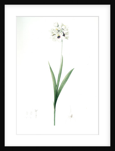 Ixia maculata, Ixia tachée, African cornlily by Pierre Joseph Redouté