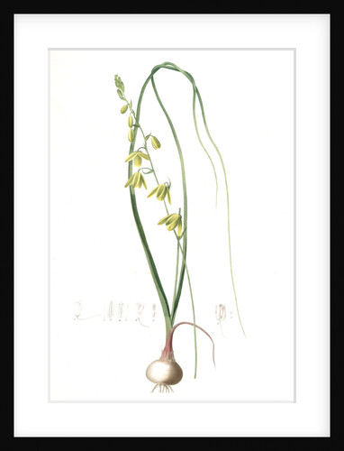 Albuca minor, Albuca jaunâtre, Sentry in the Box by Pierre Joseph Redouté