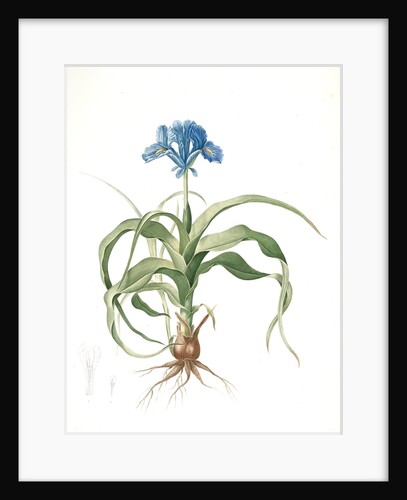 Iris scorpiodes, Iris alata; Iris Scorpion by Pierre Joseph Redouté