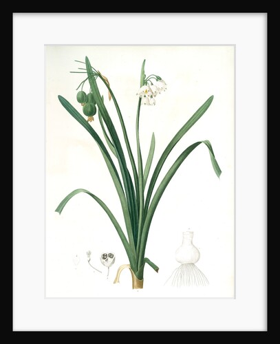 Leucoium aestivum, Leucojum aestivum; Nivéole d'été; Summer Snowflake by Pierre Joseph Redouté