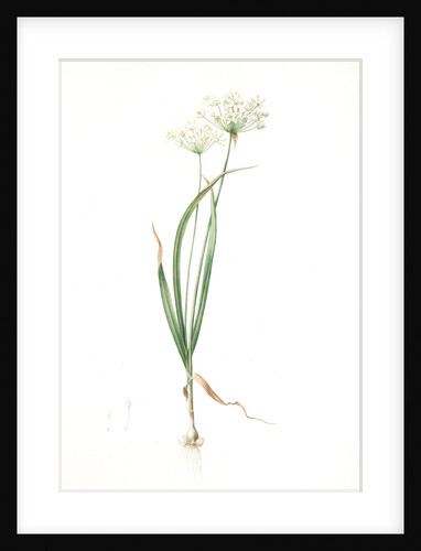 Allium ciliare, Allium subhirsutum; Ail à feuilles ciliées, Cilié garlic by Pierre Joseph Redouté