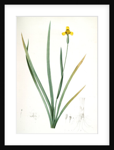 Iris martinicensis, Trimeza lurida; Iris de Martinique, Martinico Iris by Pierre Joseph Redouté