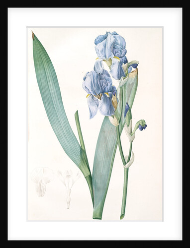 Iris pallida, Iris pâle, Dalmatian Iris; Sweet Iris; Orris; Fragrant Iris by Pierre Joseph Redouté