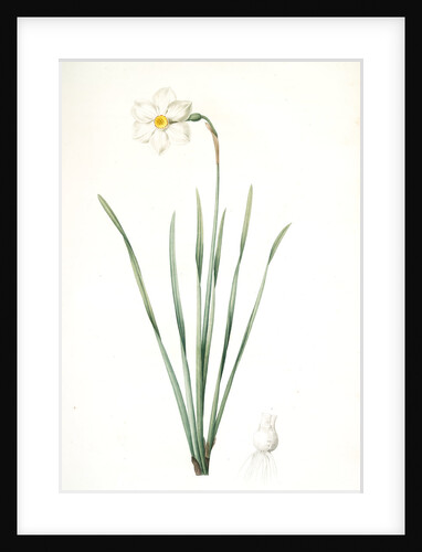 Narcissus poeticus, Narcisse des poétes Poet's Narcissus or Pheasant's Eye by Pierre Joseph Redouté