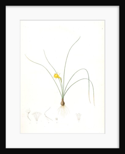 Narcissus tenuifolius, Narcissus à feuilles menues by Pierre Joseph Redouté