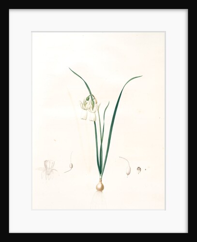 Narcissus calathinus, Narcissus triandrus; Narcisse à grande coupe, Angel's tears; Daffodil by Pierre Joseph Redouté
