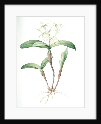Epidendrum ciliare, Epindenre á longs ciils, Spider orchid; Fringed star orchid by Pierre Joseph Redouté