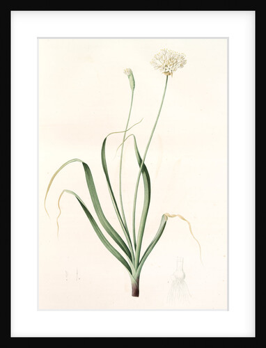 Allium subhirsutum, Ail velu, Hairy garlic by Pierre Joseph Redouté