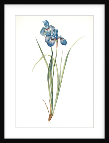 Iris pratensis, Iris de Prés by Pierre Joseph Redouté