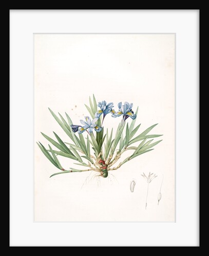 Iris cristata, Iris à crète; Dwarf Crested Iris by Pierre Joseph Redouté