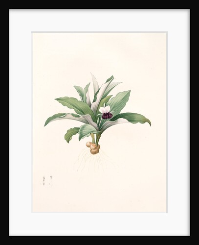 Kaempferia angustifolia, Kempférie galanga, Narrow-leaf peacock ginger by Pierre Joseph Redouté