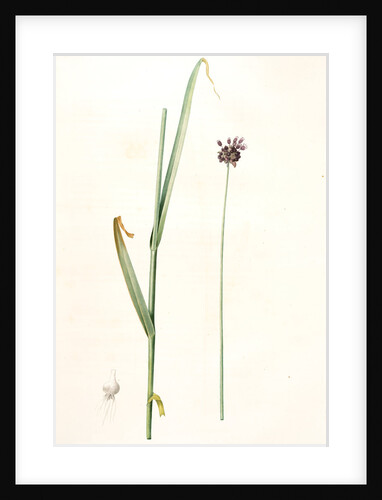 Allium arenarium, Ail des sables by Pierre Joseph Redouté