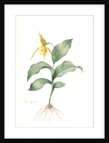 Cypripedium flavescens, Cypripedium Calceolus var. pubescens; Sabot à fleur jaune; American Lady-Slipper, Nerve root by Pierre Joseph Redouté