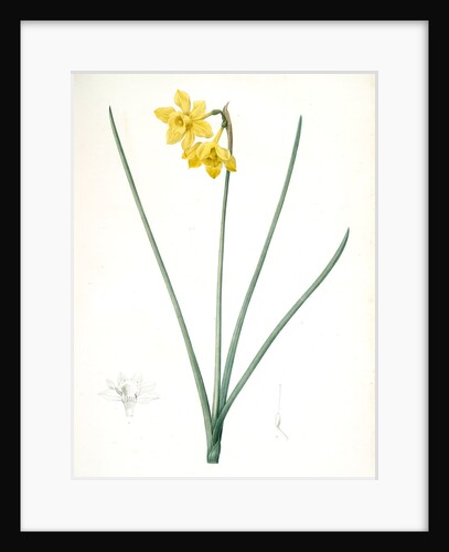 Narcissus odorus, Narcissus odorant, Sweet-scented Jonquil, Great Jonquil by Pierre Joseph Redouté