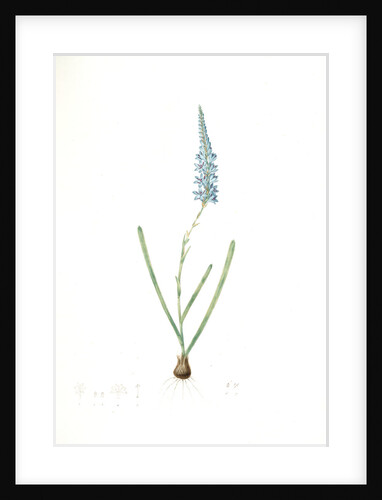 Ixia cepacea, Ixia à feuilles d'oignon by Pierre Joseph Redouté