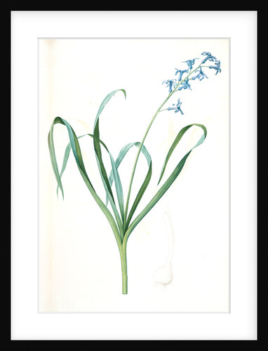 Hyacinthus orientalis, Jacinthe orientale, Common Hyacinth by Pierre Joseph Redouté