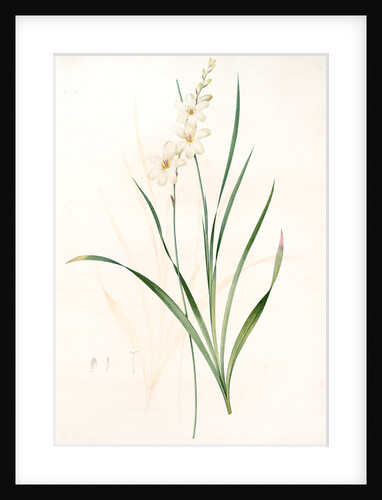 Gladiolus lineatus, Tritonia lineata; Glaïeul rayé by Pierre Joseph Redouté