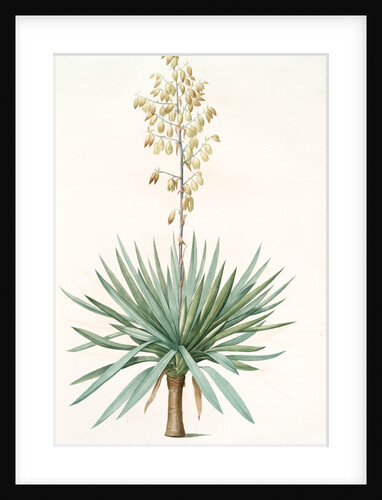 Yucca gloriosa, Yucca a feuilles entieres; Palm Lily or Spanish Dagger (signed) by Pierre Joseph Redouté