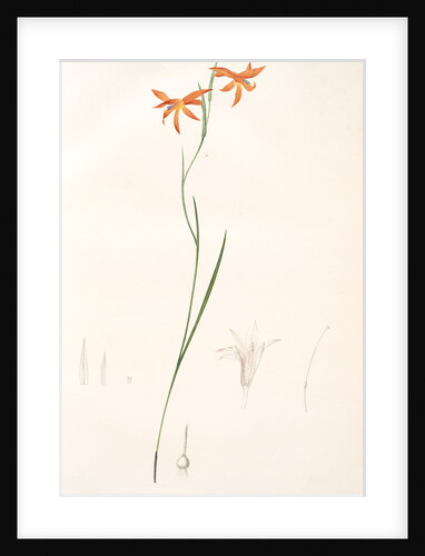 Gladiolus Watsonius, Glaïeul à fleurs de Watsonie, Watson's Corn-flag by Pierre Joseph Redouté