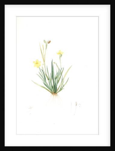 Sisyrinchium convolutum, Bermudienne roulée, Eyed Grass, Yellow by Pierre Joseph Redouté