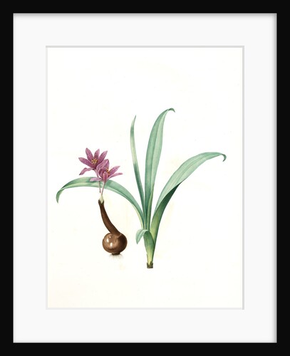 Colchicum alpinum, Colchique des Alpes, Alpine saffron by Pierre Joseph Redouté