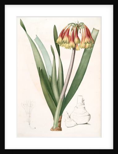 Cyrtanthus obliquus, Cyrtanthe oblique, Fire-Lily by Pierre Joseph Redouté