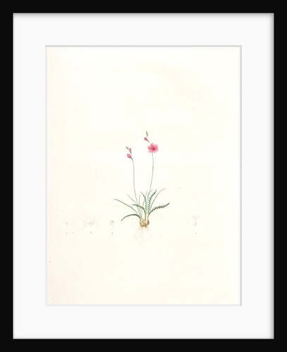 Ixia crispa, Tritonia undulata; Ixia à feuilles crépues, Curled-leaved Ixia by Pierre Joseph Redouté