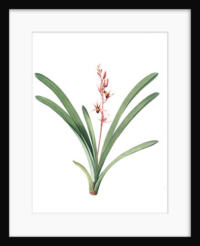 Cymbidium aloifolium, Epidendre a feuilles d'aloes, Aloe-leaved Epidendrum by Pierre Joseph Redouté