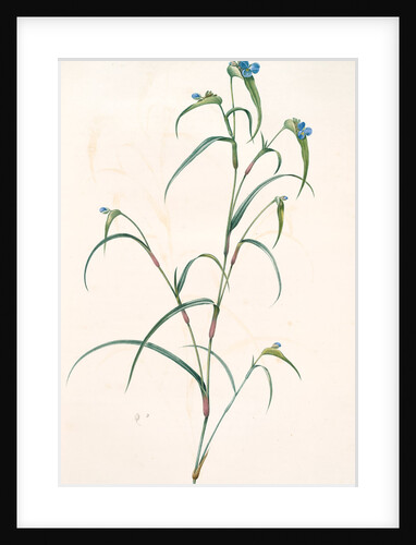 Commelina dianthifolia, Comméline à feuilles d'œillet, Birdbill Dayflower by Pierre Joseph Redouté