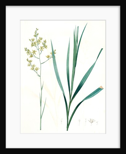 Zigadenus glaberrimus, Zigadene lisse, Sandbog deathcamas by Pierre Joseph Redouté