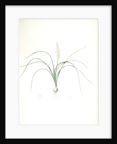 Lachenalia angustifolia, Lachenale à feuilles étroites; Cape Cowslip by Pierre Joseph Redouté