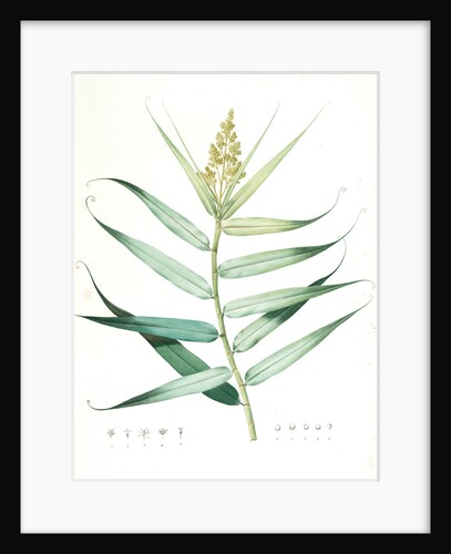 Flagellaria Indica, Flagellaria des Indes, False Rattan; Supple Jack;Whip Vine by Pierre Joseph Redouté