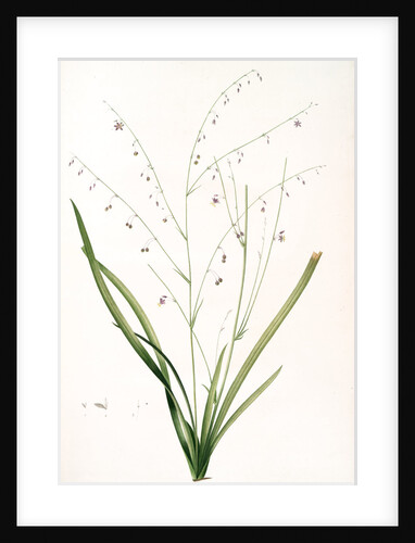 Phalangium pendulum, Arthropodium paniculatum; Phalangére à fleurs pendantes by Pierre Joseph Redouté