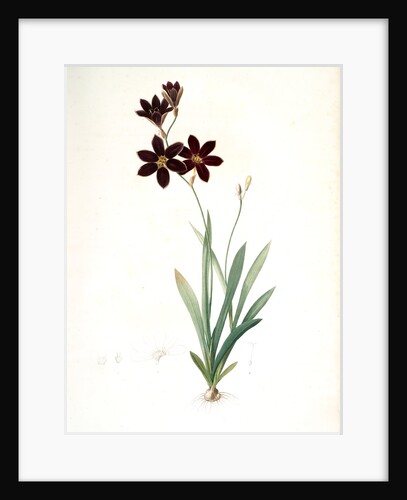 Ixia grandiflora, Ixia à grande fleur by Pierre Joseph Redouté