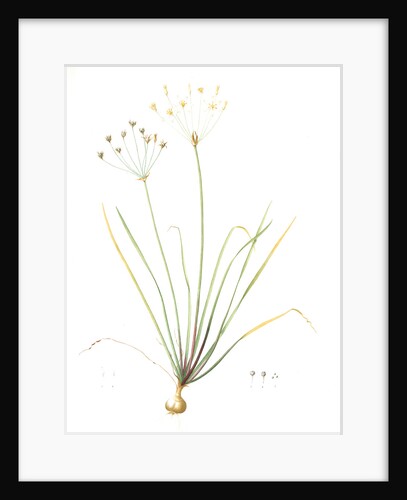 Allium straitum, Nothoscordum bivalve; Ail strié, False garlic; Crow Poison by Pierre Joseph Redouté