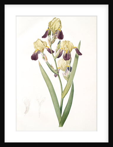 Iris squalens, Iris sale, Brown-flowered Iris by Pierre Joseph Redouté