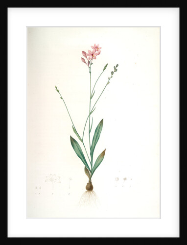 Gladiolus junceus, Lapeyrousia juncea; Glaïeul jonc by Pierre Joseph Redouté