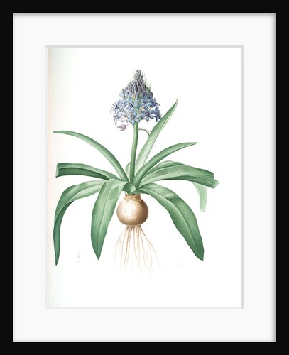 Scilla peruviana, Scille de Pérou; Cuban Lily or Peruvian Jacinth by Pierre Joseph Redouté