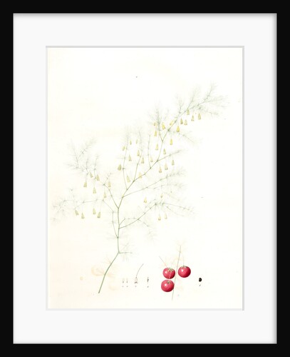 Asparagus tenuifolius, Asperge à feuilles menues by Pierre Joseph Redouté