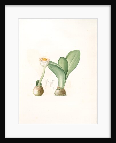 Hæmanthus albiflos; Hemanthe à fleurs blanches by Pierre Joseph Redouté